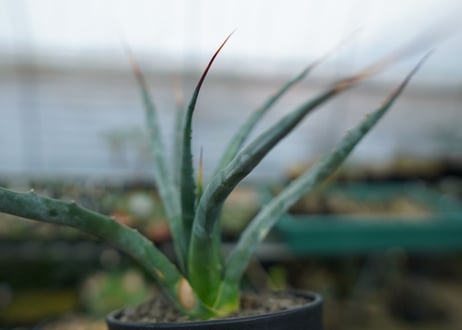 アガベ　ユタエンシス　Agave uthaensis