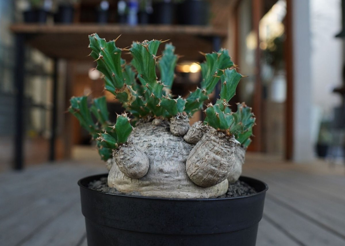 ユーフォルビア クラビゲラ Euphorbia clavigera fit=scale-down,w=1200
