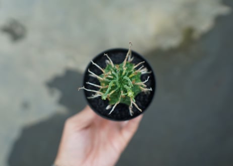 ユーフォルビア　バリダ　Euphorbia valida　No.6