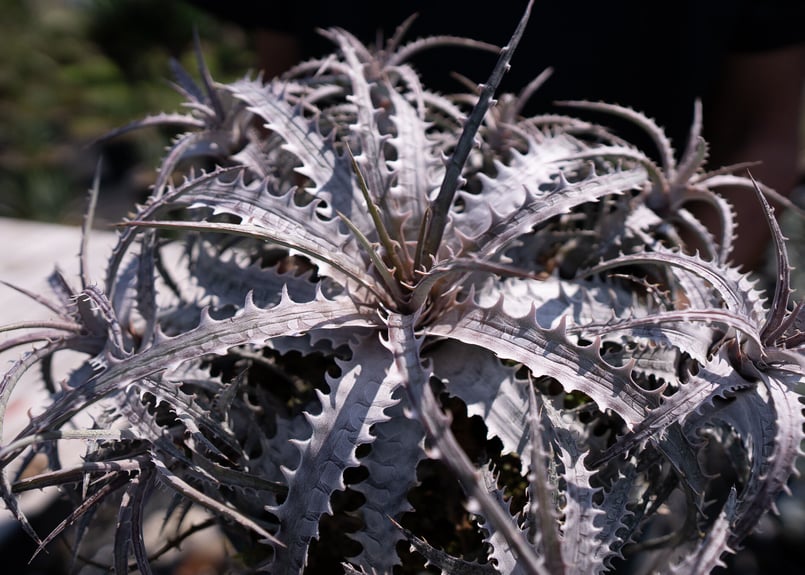 発根済】Dyckia goehringii var. Lemei ディッキア 【公式通販】