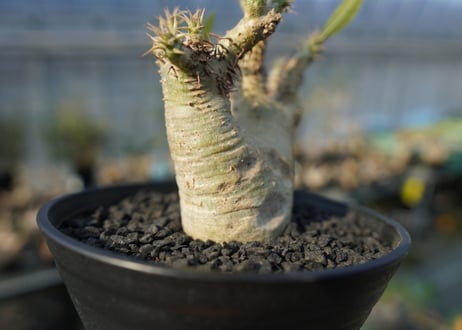 パキポディウム マカイエンセ　Pachypodium makayense　No.7