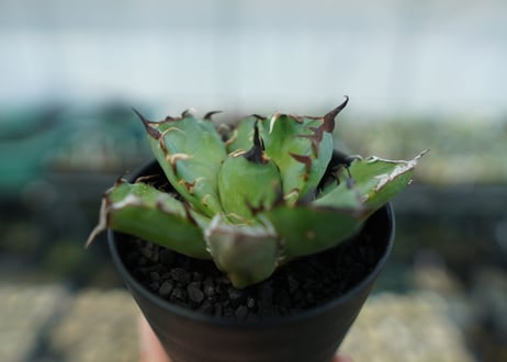 アガベ　チタノタ　黒鯨　Agave titanota black whales　No.6
