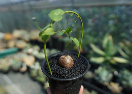 亀甲竜　Dioscorea elephantipes No.6