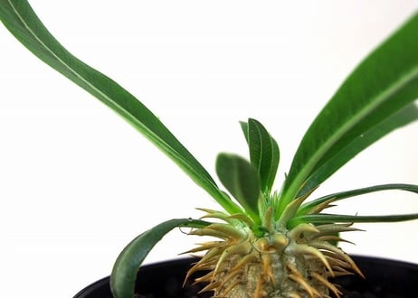 パキポディウム デンシカウレ 恵比寿大黒　Pachypodium densicaule  №2
