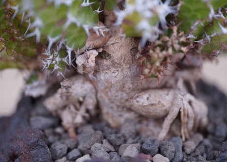 ユーフォルビア ノベリー　Euphorbia knobelii