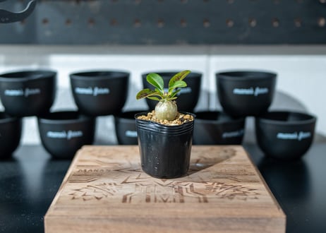 パキポディウム　ウィンゾリー　Pachypodium baronii var. windsorii　沖縄実生