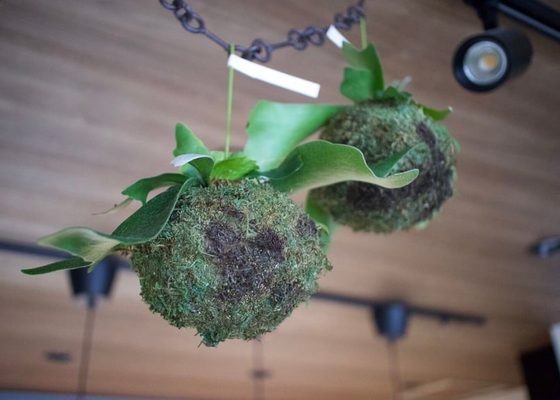 盆栽苔ヴィーガンブログチップveganblog blogtips mosseed 【公式通販】