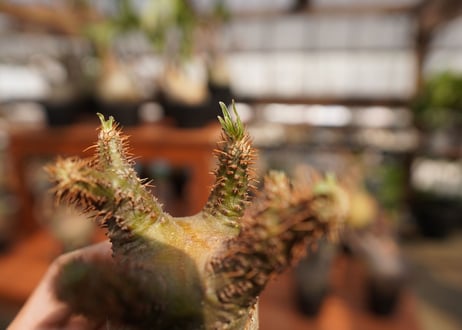 パキポディウム　グラキリス　Pachypodium gracilius　抜き苗　№36