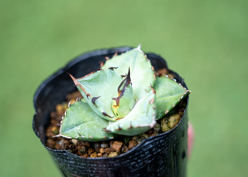 アガベ オテロイ 沖縄実生 No.1 | mana's farm:塊根植物・アガベ