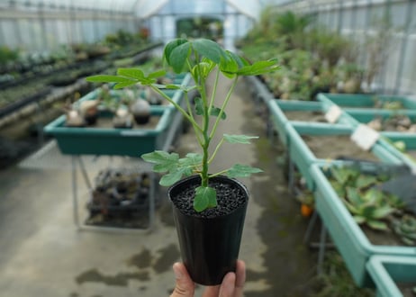 アデニア　グラウカ　Adenia glauca  No.10