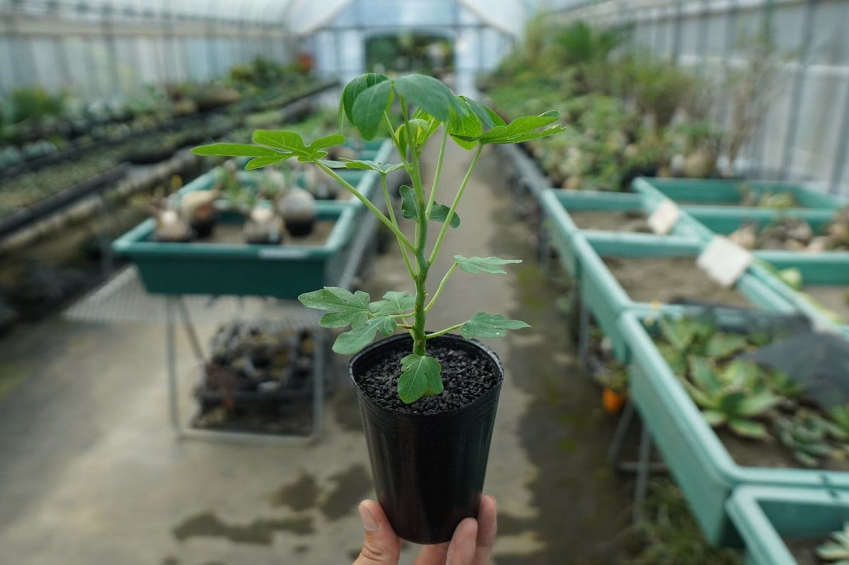 アデニア グラウカ Adenia glauca No.10 | mana's green:塊