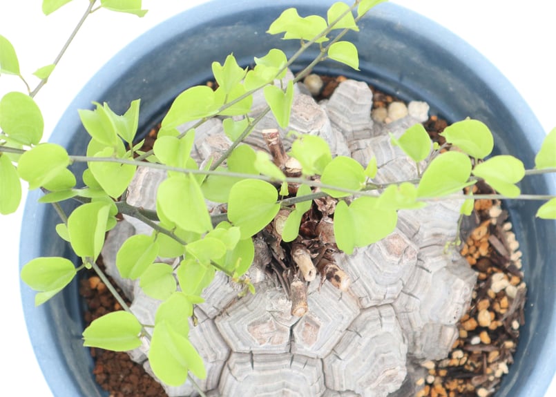 亀甲竜 | mana's farm:塊根植物・アガベ・ドライガーデン植物販売|マナ