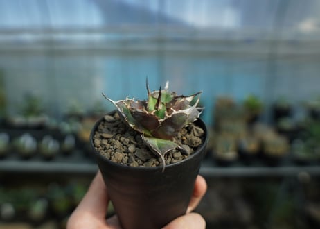アガベ　チタノタ　ハデス　Agave titanota Hades　No.1