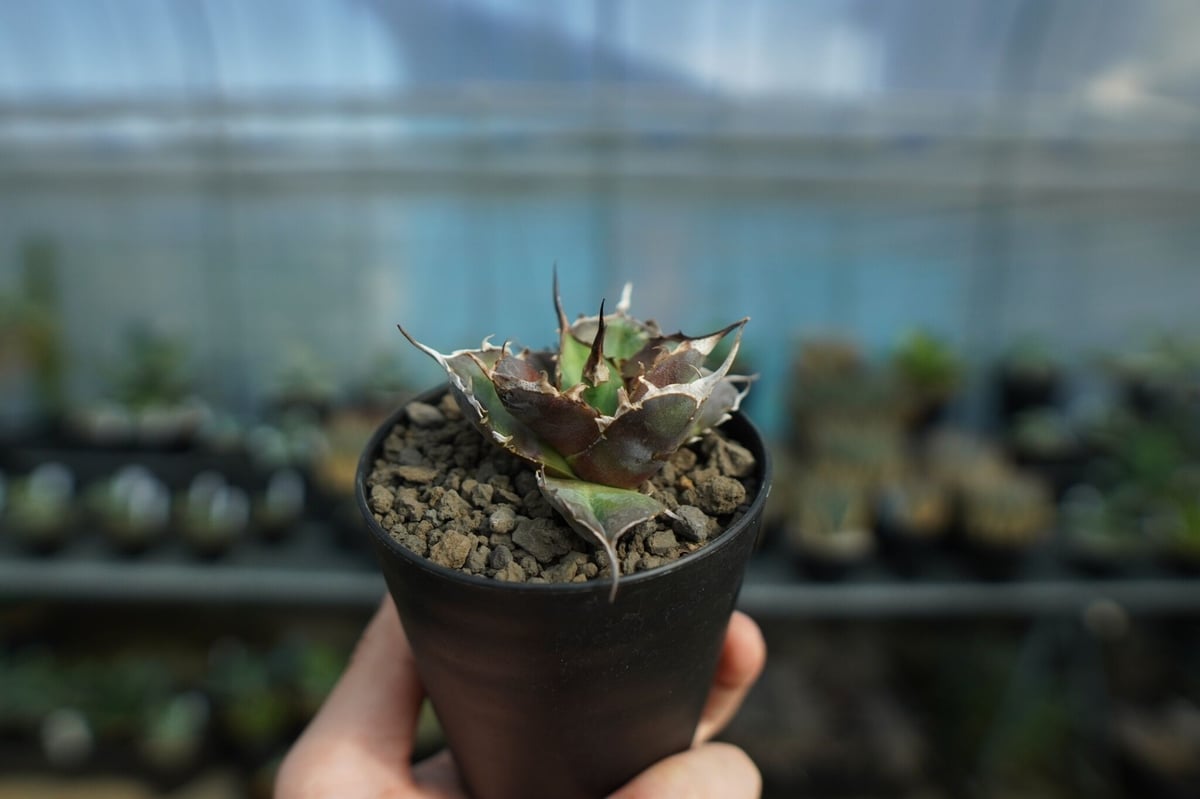 アガベ チタノタ ハデス Agave titanota Hades No.1 | mana's
