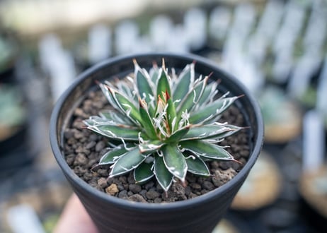 アガベ　フィリフェラ　シディゲラ　agave filifera ssp. schidigera 　NO.2
