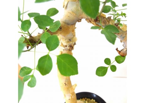 Commiphora kataf　 コミフォラ　カタフ