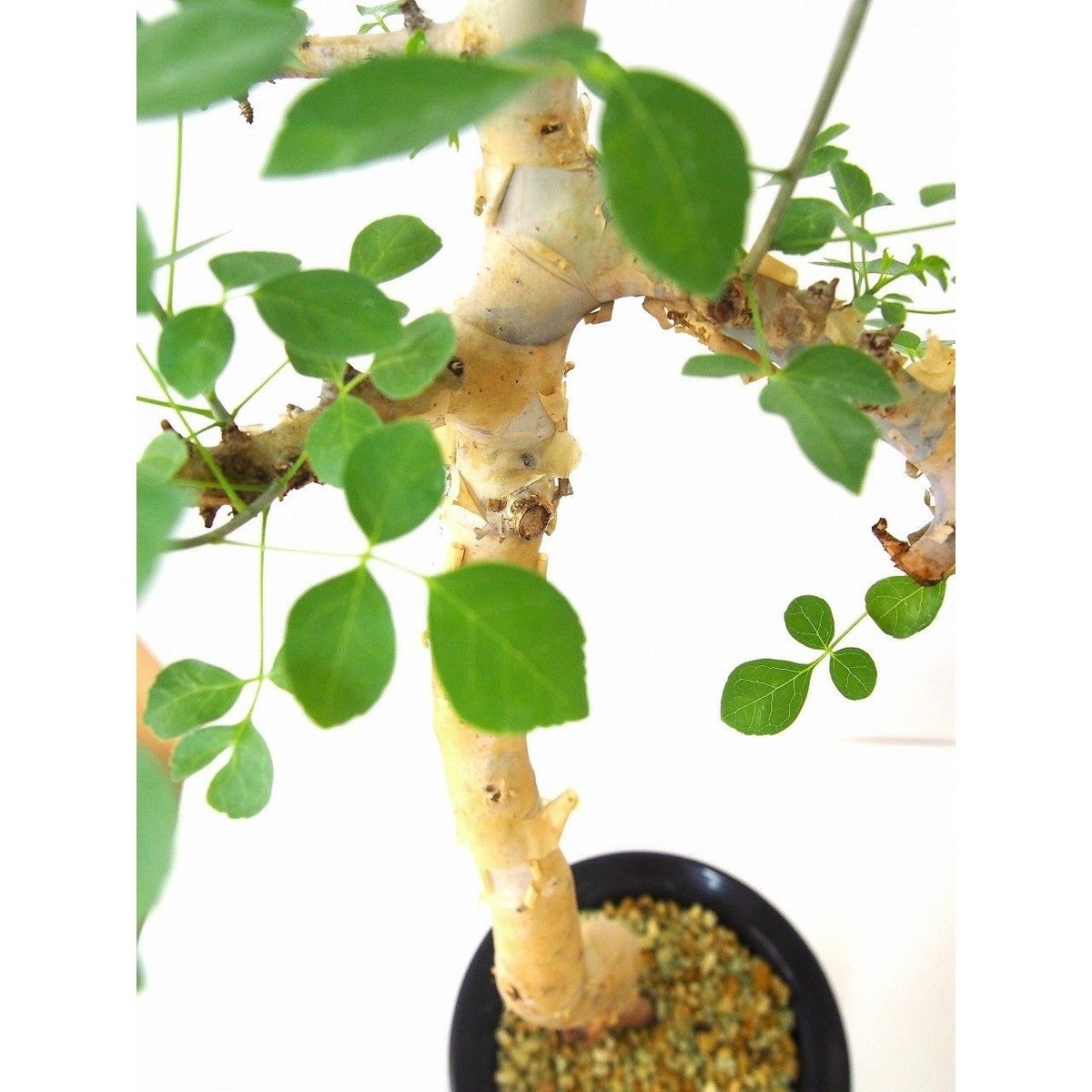 コミュフォラ　カタフ＆valiem Commiphora kataf コミフォラ カタフ | mana's farm:塊根植物・