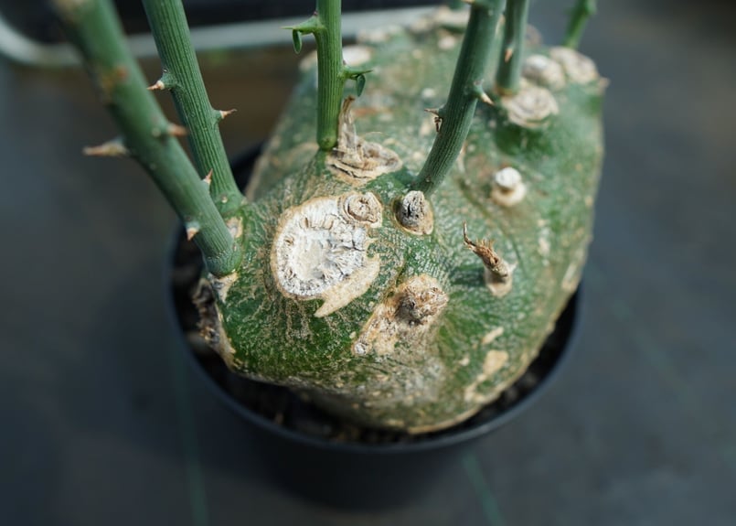 アデニア グロボーサ Adenia globosa | mana's green:塊根植物 アデニア グロボーサ Adenia globosa | mana's green:塊根植物