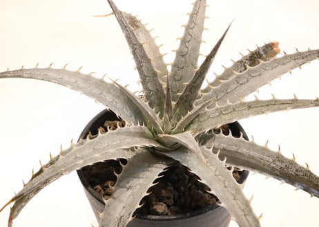 Dyckia Dancing Dervish X hebdingii BB F1