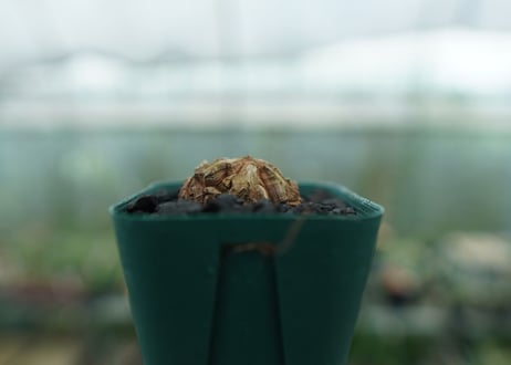 亀甲竜　Dioscorea elephantipes　No.4