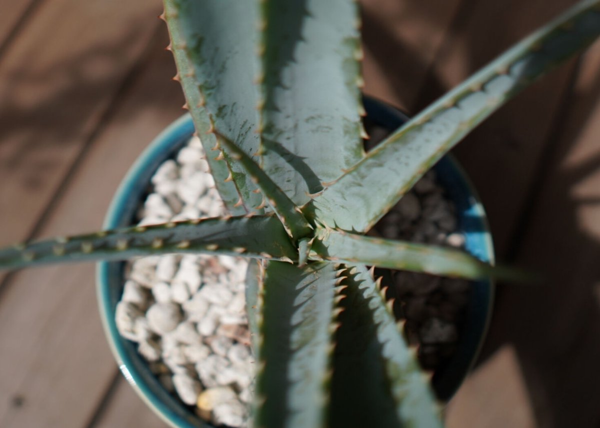 アロエ スプラフォリアータ Aloe suprafoliata | mana's farm:塊