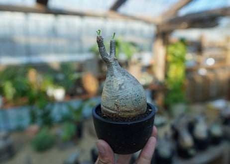 【未発根】パキポディウム　グラキリス　 Pachypodium Gracilius  No.26