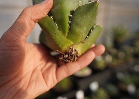 agave titanota 白鯨　 NO.2