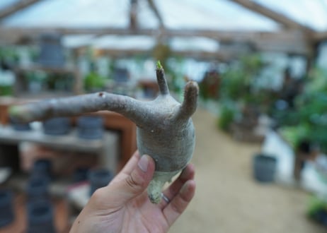 【抜き苗】パキポディウム　グラキリス　 Pachypodium Gracilius  No.10