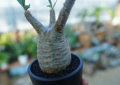 【未発根】パキポディウム　グラキリス　 Pachypodium Gracilius  No.35