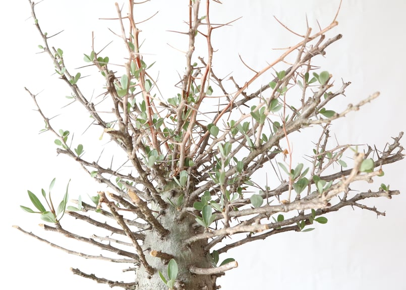 フォークイエリア コルムナリス 観峰玉 | mana's farm:塊根植物