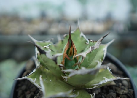 アガベ　チタノタ　FO-76　agave titanota  FO-76　No.8