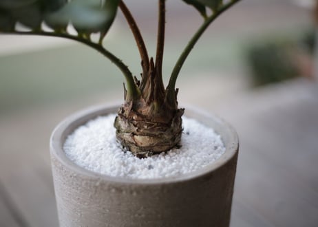 ザミア プミラ　Zamia pumila