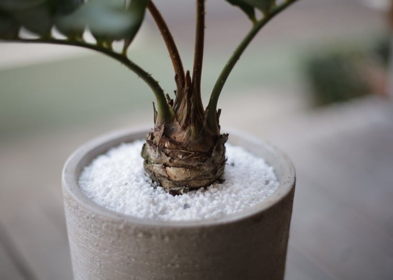 ザミア プミラ Zamia pumila | mana's farm:塊根植物・アガベ・ドライ