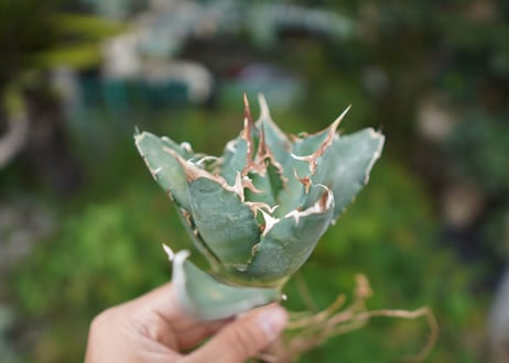 Agave titanota 白鯨 C NO.2