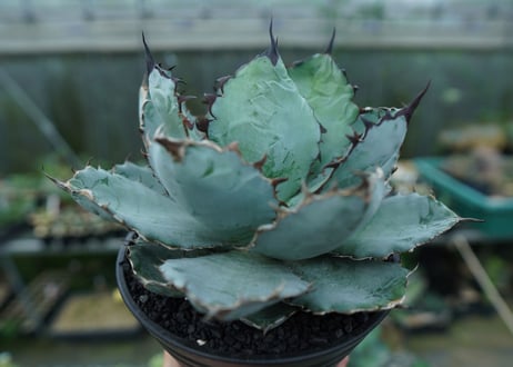 アガベ　チタノタ　 ブラックアンドブルー 　Agave titanota black and blue　No.1