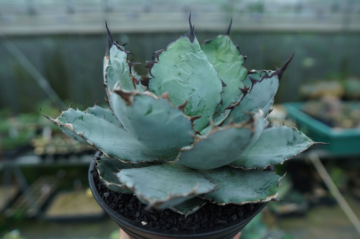 アガベ チタノタ ブラックアンドブルー Agave titanota black and