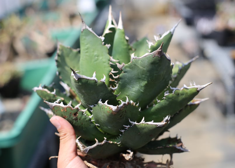 アガベ チタノタ オテロイ | mana's farm:塊根植物・アガベ・ドライ