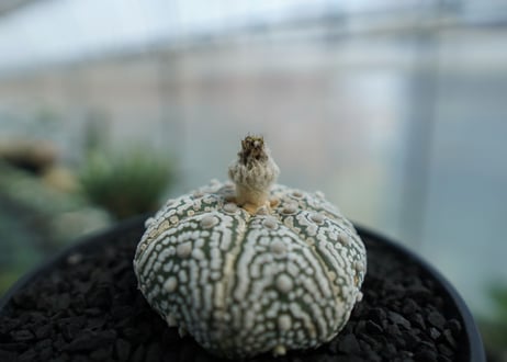 アストロフィツム　スーパー兜　Astrophytum asterias 'Superkabuto' No.3
