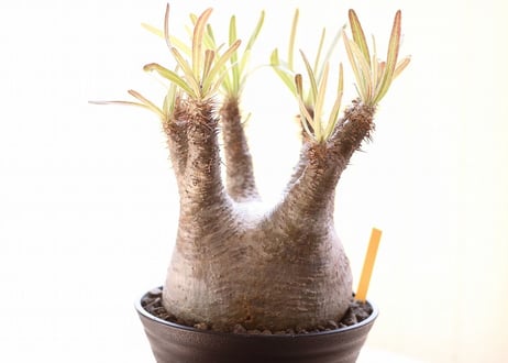 Pachypodium Gracilius パキポディウム  グラキリス 未発根
