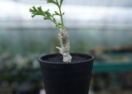 ペラルゴニウム　カルノーサム　Pelargonium carnosum