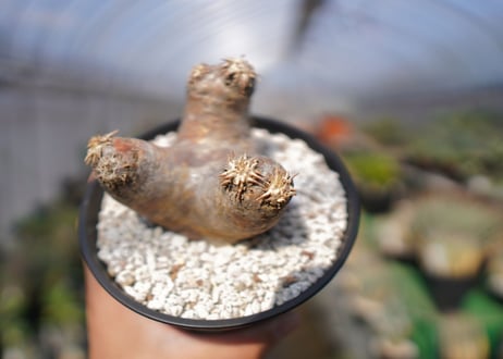 パキポディウム　エブレネウム　Pachypodium eburneum　No.1
