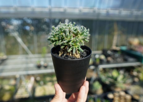 トリコディアデマ　デンサム　Trichodiadema densum  No.1