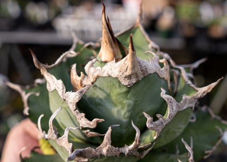 Agave titanota caesar 凱薩