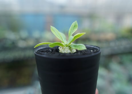 パキポディウム　恵比寿笑い　Pachypodium brevicaule　No.1
