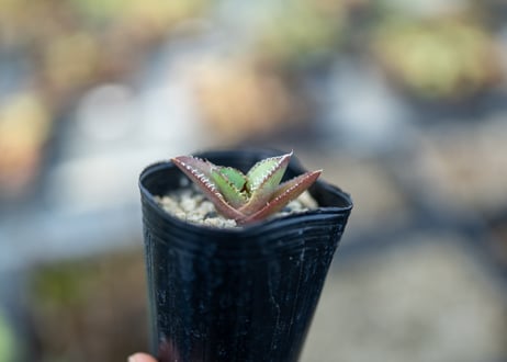 CATEGORY アガベ | mana's farm:塊根植物・アガベ・ドライガーデン植物