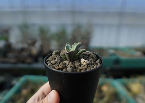 カキコアガベ　チタノタ　FO-76　agave titanota  FO-76　子株　A13