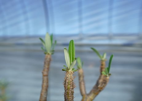 パキポディウム　グラキリス　 Pachypodium Gracilius　No.1