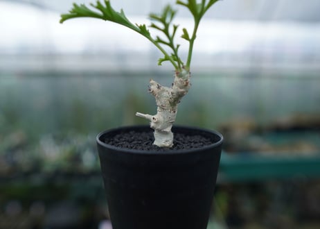 ペラルゴニウム　カルノーサム　Pelargonium carnosum