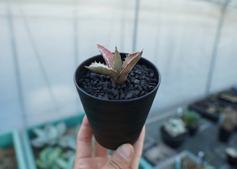 アガベ　チタノタ　萬代厳竜　Agave lophantha×titanota