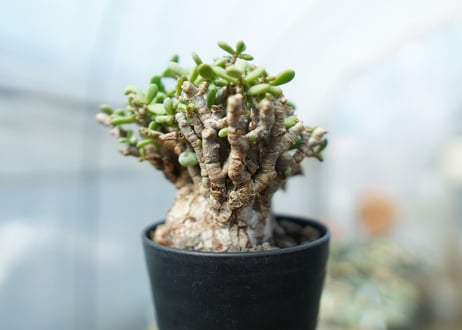 ケラリア　ピグマエア　Ceraria pygmaea  No.3